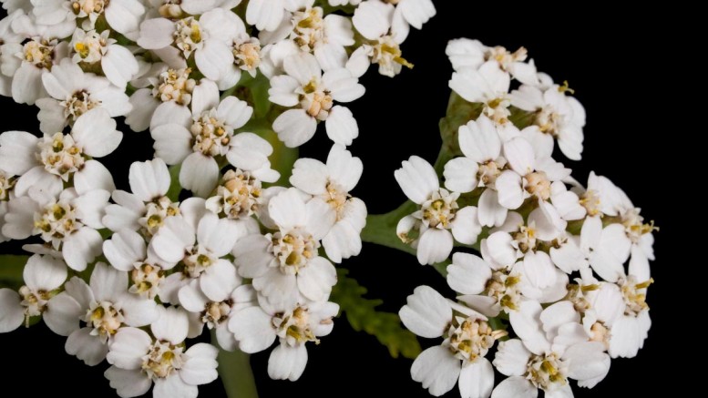 These incredible plants were used by Native Americans to cure illness